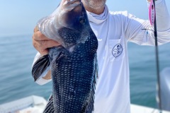 Fish-Newport-RI-Sea-Bass