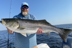 Striped-Bass-Newport-RI-Fish